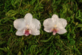 White orchid earrings