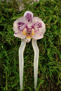 Spotted orchid, hairpin