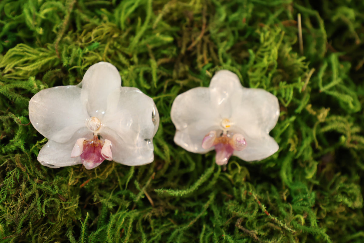 White orchid earrings