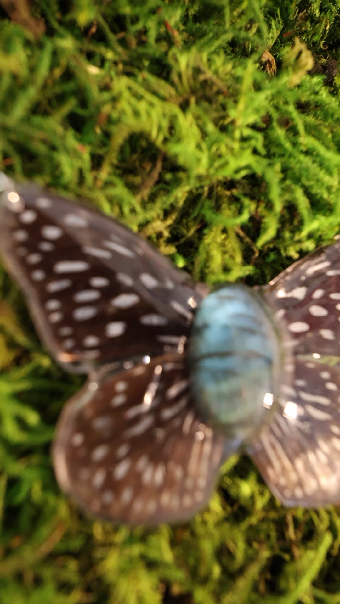 Butterfly #1 Drop #1